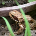 Common frog (Rara temporaria) Kenneth Noble